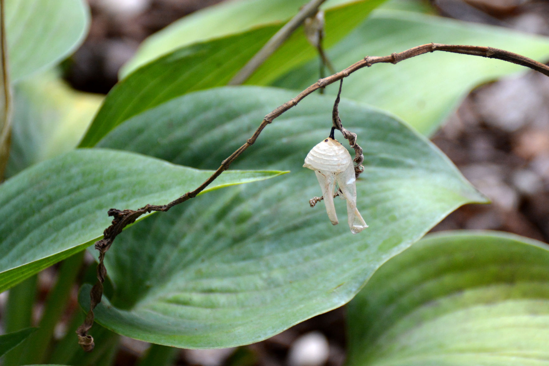 science center chrysalis.jpg